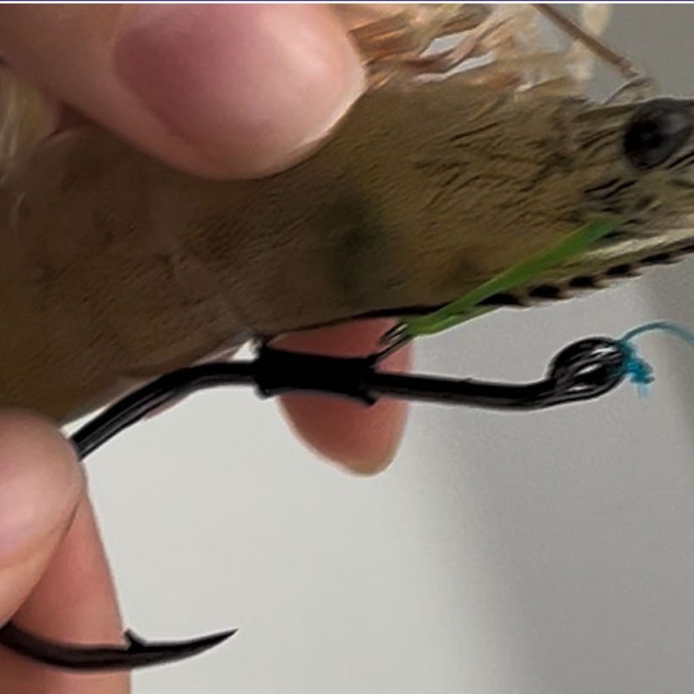 10pcs Pickerel Live Shrimp Bai - مراجعة Fishing Hook Weedless وسعره